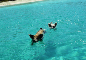 Exuma - Schwimmende Schweine