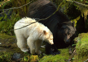 Grizzly und Spirit Bear Viewing in der Spirit Bear Lodge