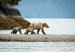 15 Tage Beautiful British Columbia mit Bärenbeobachtung