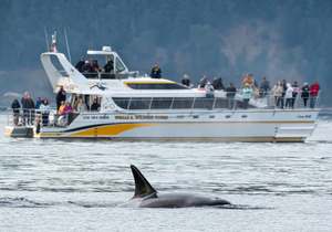 Walbeobachtung - Whale Watching by Catamaran (ca. 3,5 - 4 Stunden)