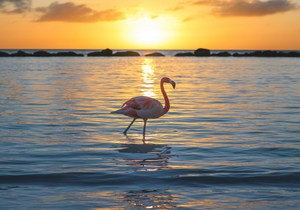 Türkisblaues Meer & Weiße Sandstrände: Traumziele Aruba & Curacao