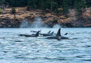 18 Tage Wildes Westkanada: Orcas, Bären und Inside Passage