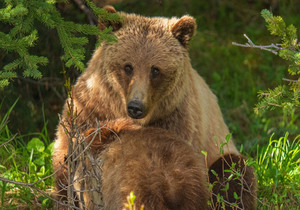 15 Tage Beautiful British Columbia mit Bärenbeobachtung mit Flug