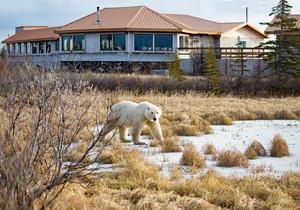 11 Tage Lodge Safari zu den Eisbären in der Hudson Bay