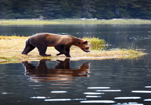 15 Tage Beautiful British Columbia mit Bärenbeobachtung mit Flug